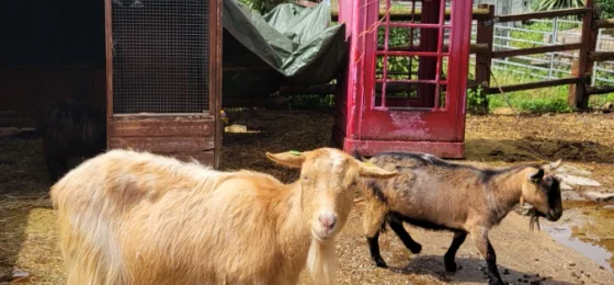 Spitalfields City Farm