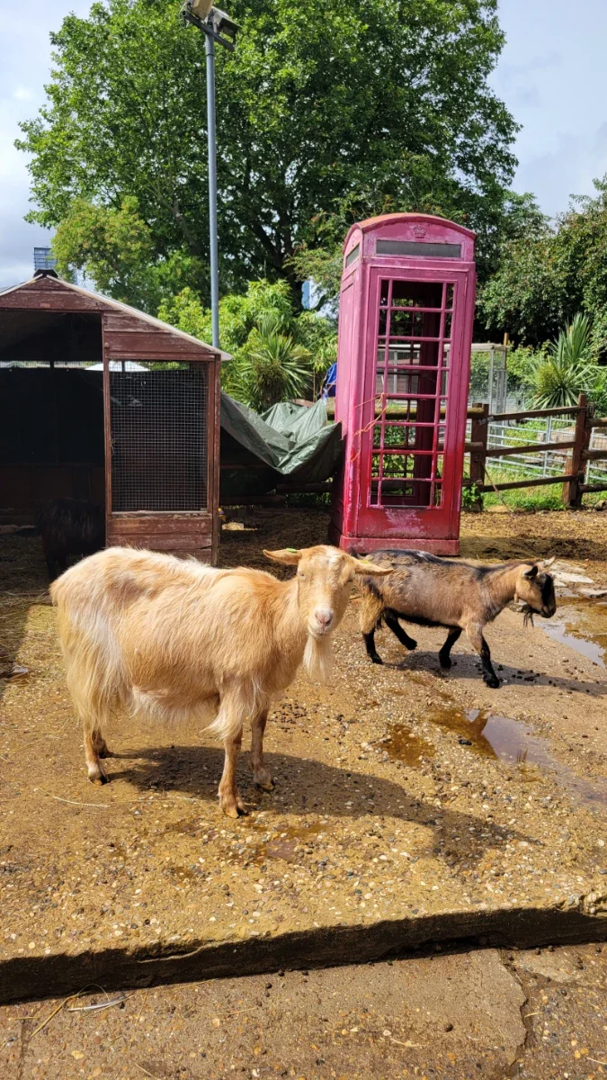 Spitalfields City Farm
