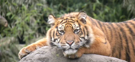 Rotterdam Zoo