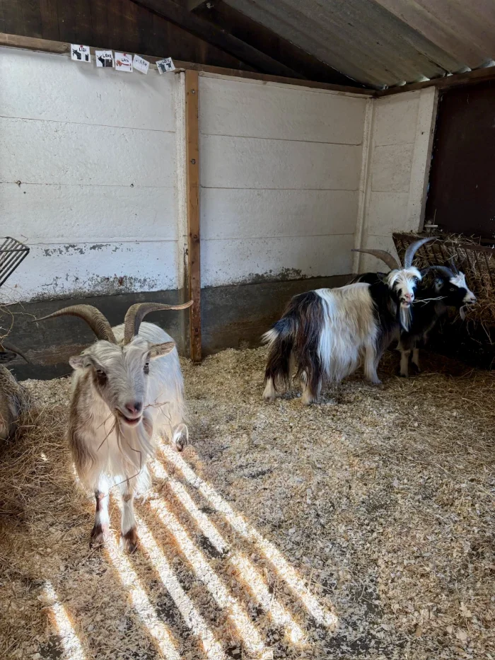 White and black goats in a barn with a hay floor and white walls