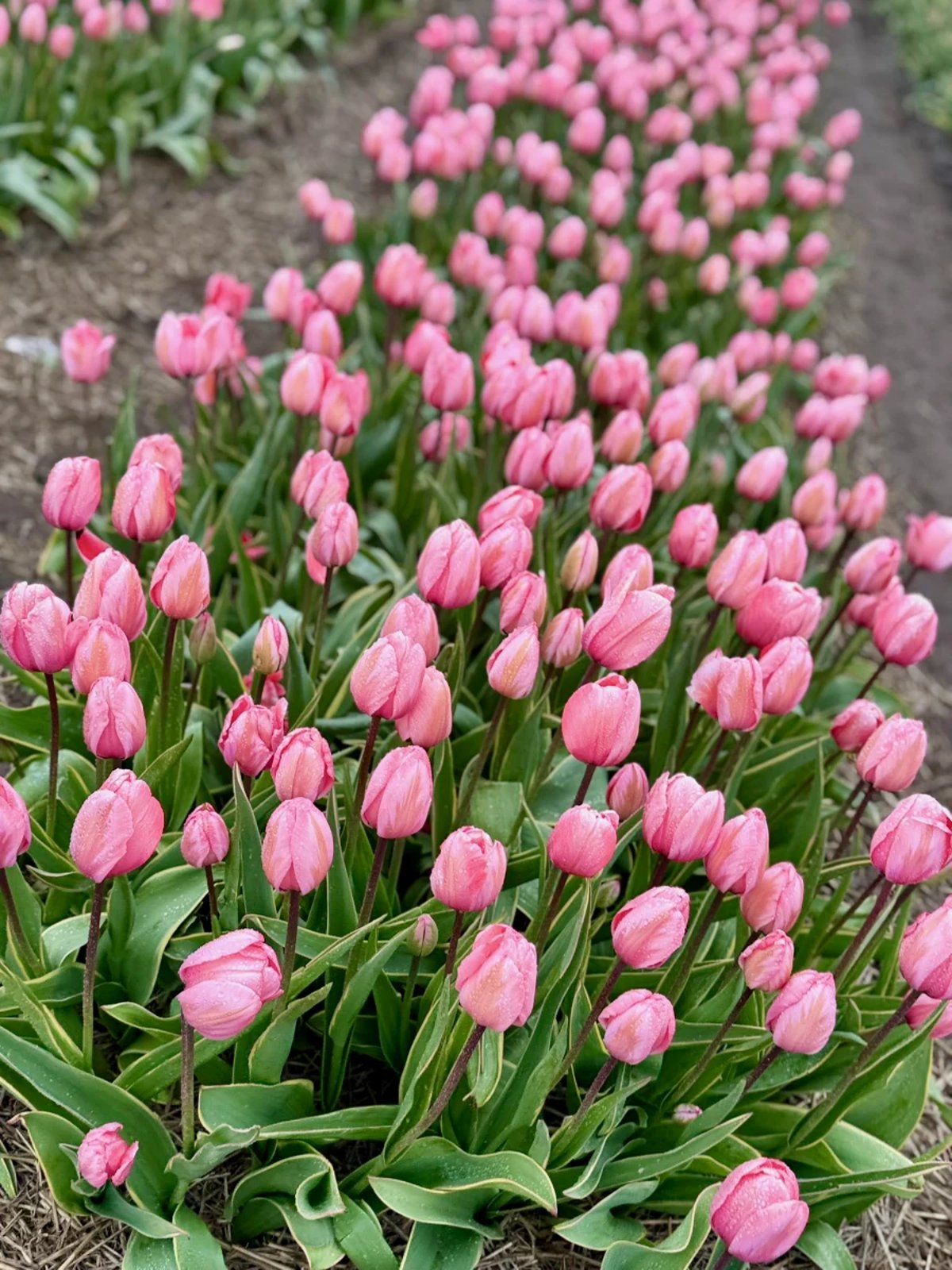 Bright pink tulips planted in a row