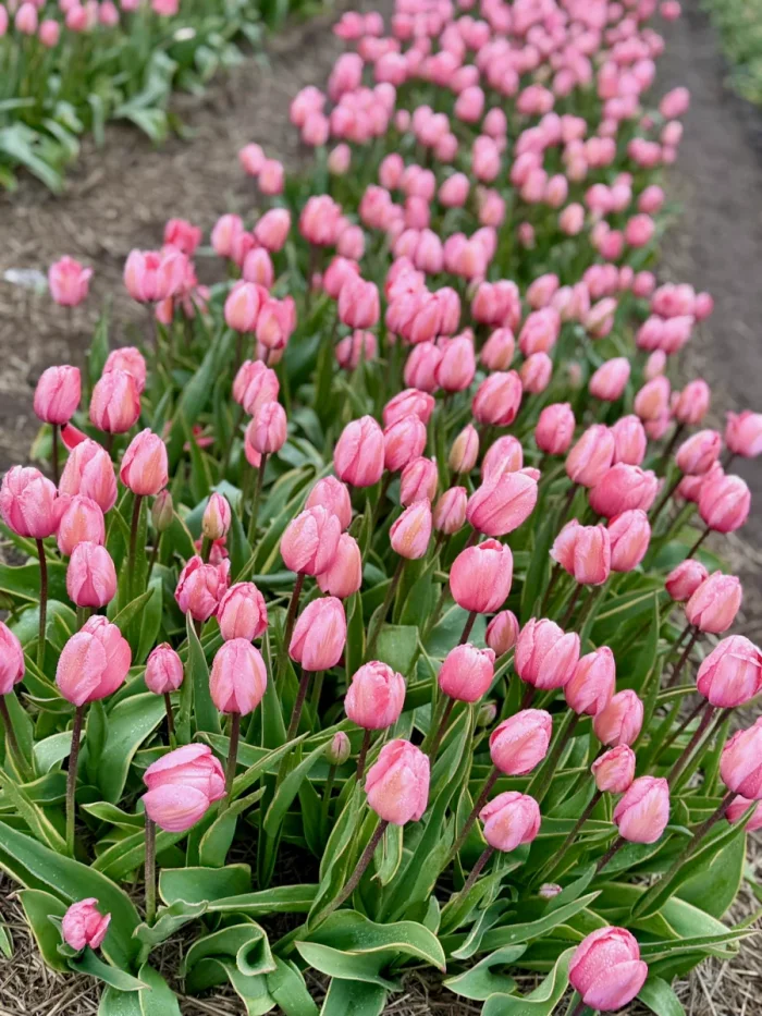 Bright pink tulips planted in a row