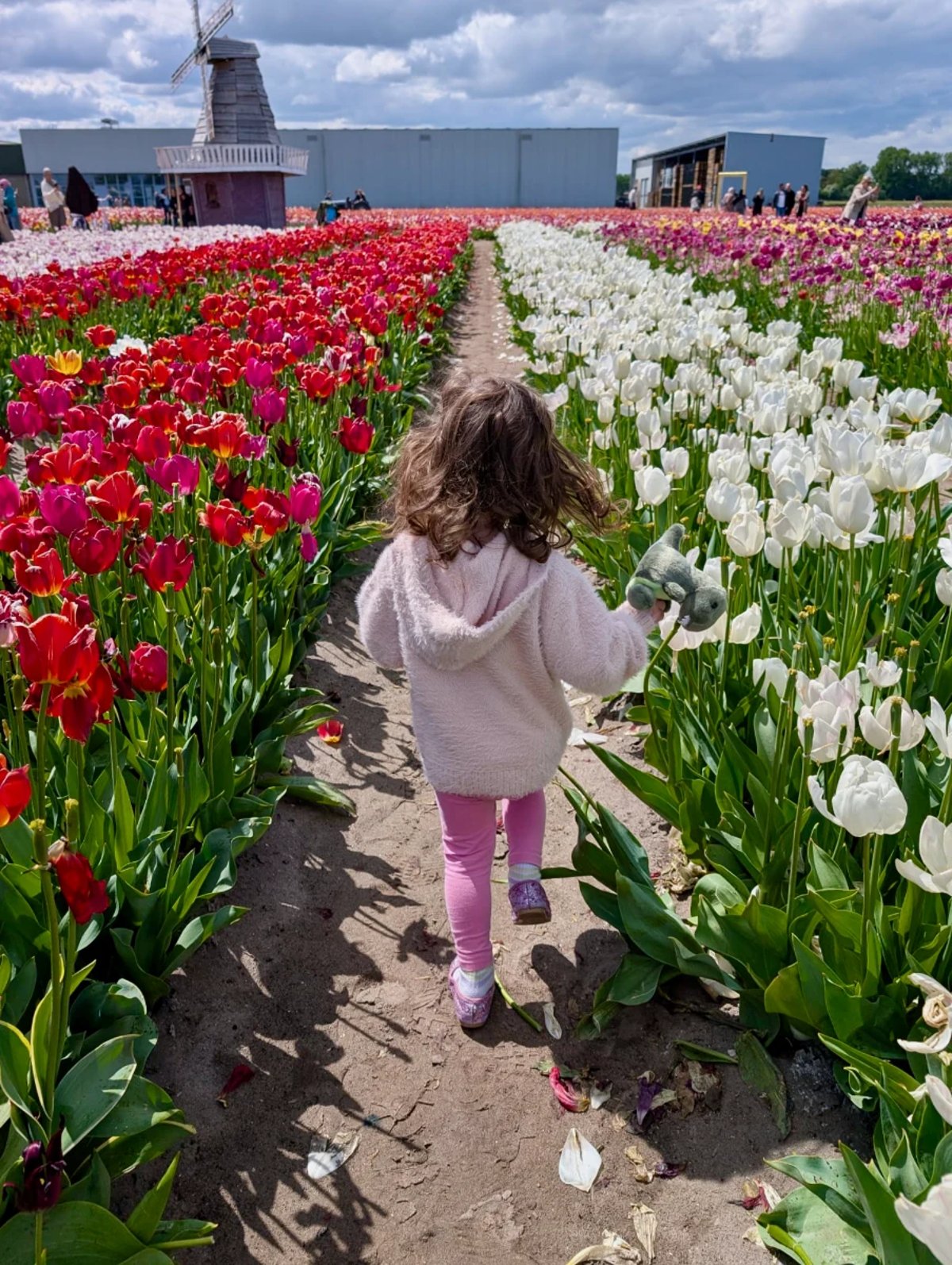 Girl in pink runs between rows of tulips with red, white, and pink tulips around her