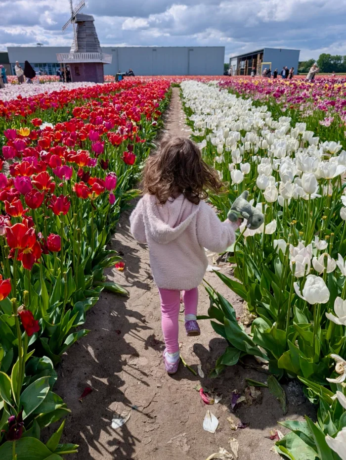 Girl in pink runs between rows of tulips with red, white, and pink tulips around her