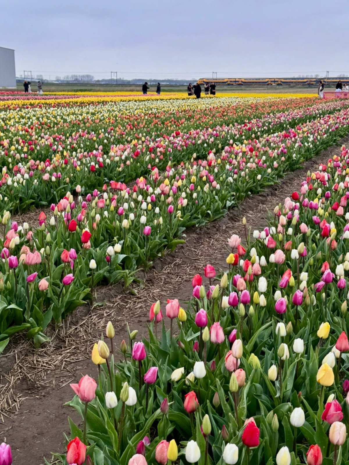 Dutch tulip fields with rows of pink, white, and yellow tulips mixed and people seen in the distance
