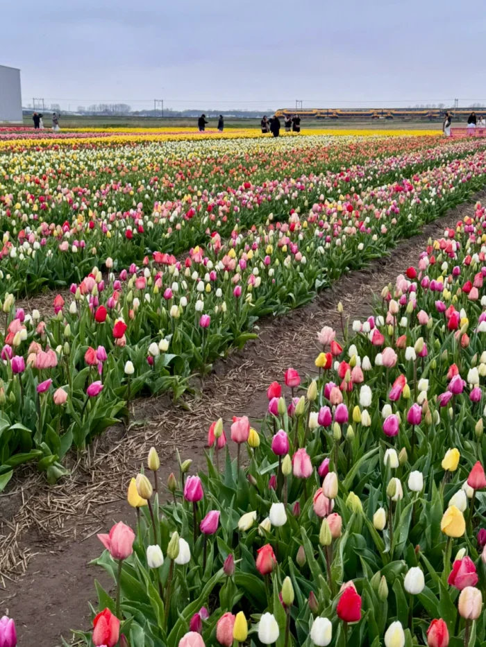Dutch tulip fields with rows of pink, white, and yellow tulips mixed and people seen in the distance