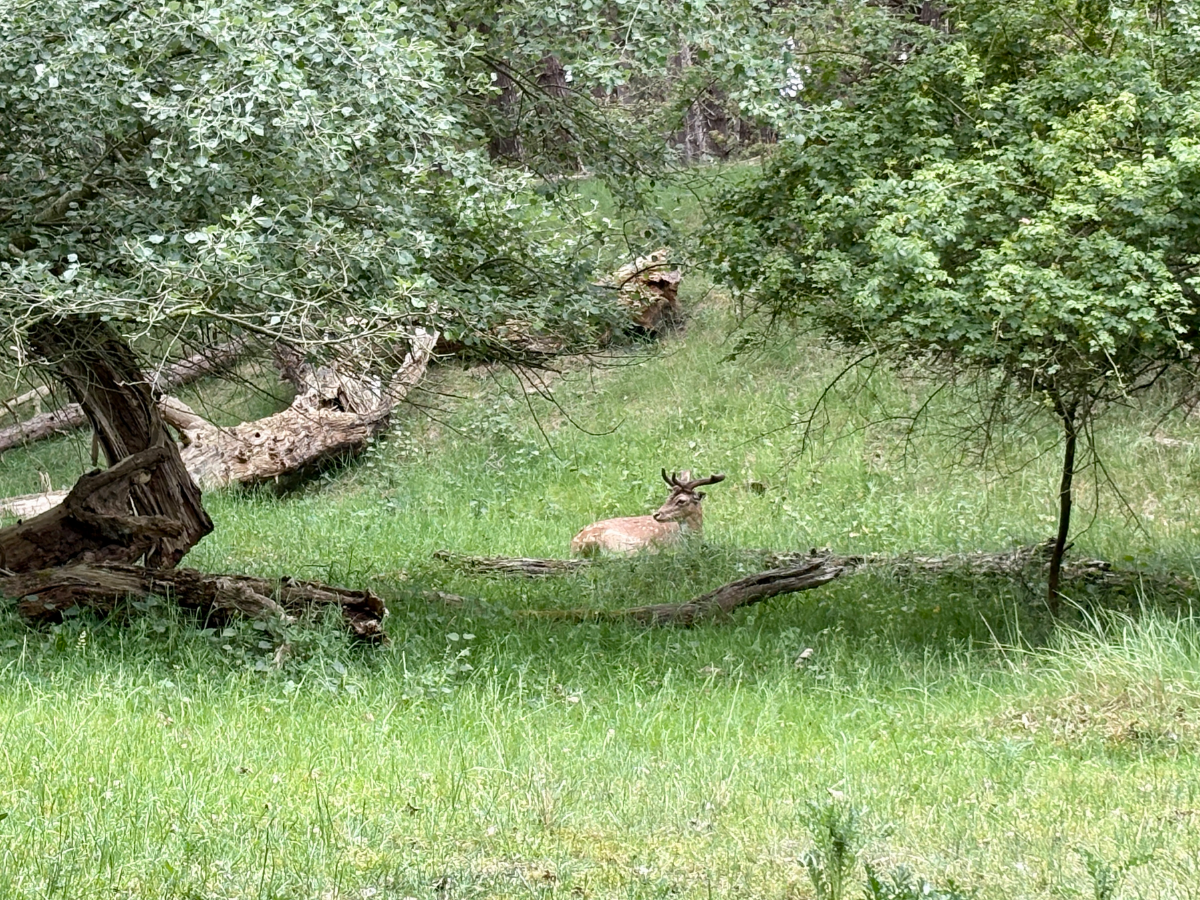 Amsterdamse Waterleidingduinen Bentveld