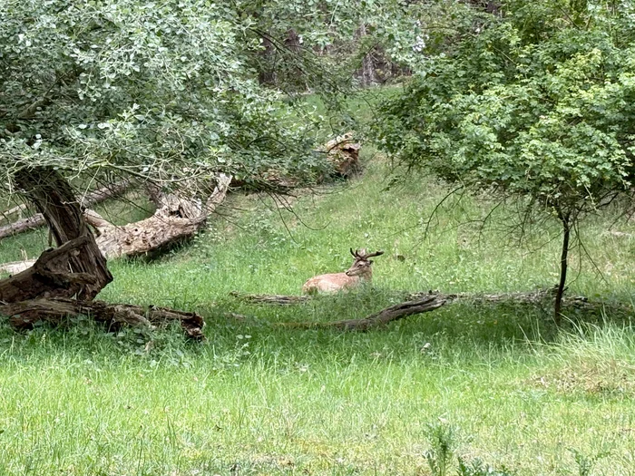 Amsterdamse Waterleidingduinen Bentveld