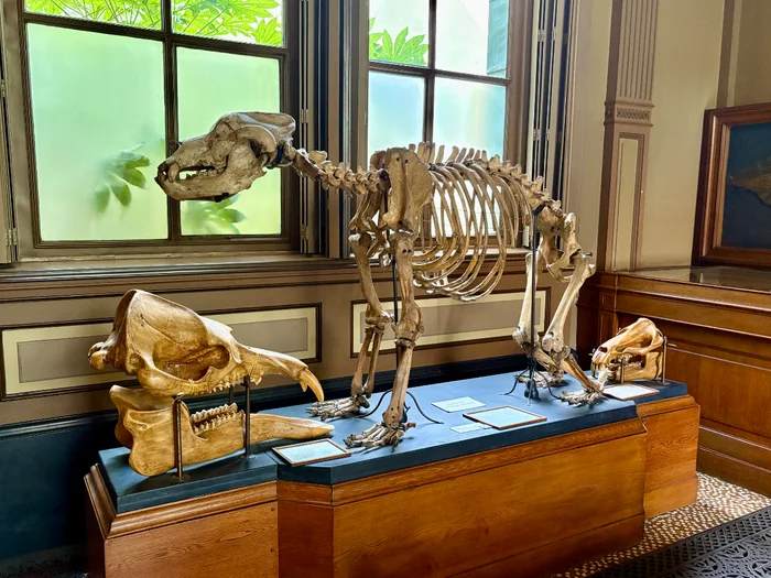 Teylers Museum