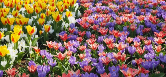 Keukenhof