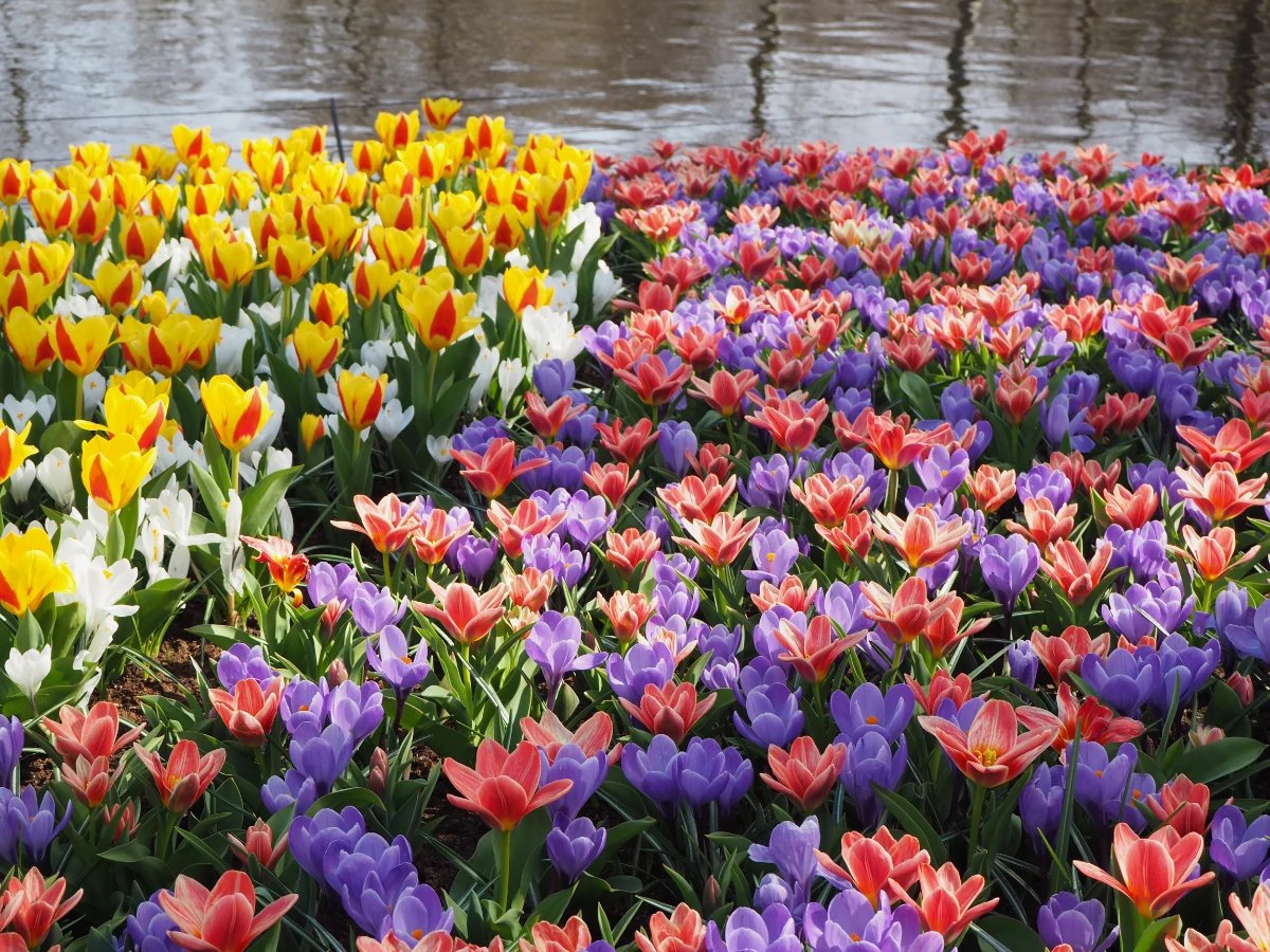 Tulip garden with red and yellow tulips mixed with white tulips on the left and pink and purple tulips mixed on the right with canal behind