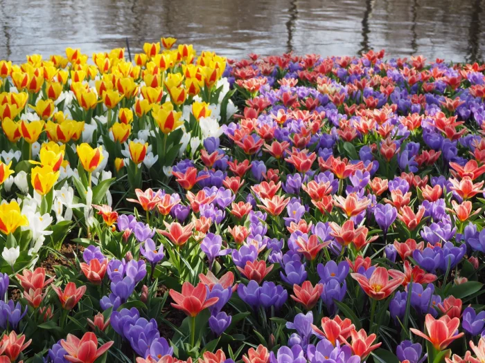 Tulip garden with red and yellow tulips mixed with white tulips on the left and pink and purple tulips mixed on the right with canal behind