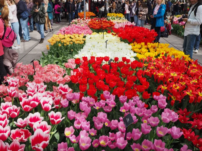 People looking at a display of different varieties of tulips in red, pink, yellow, and white