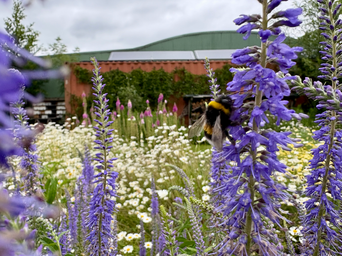Vlindertuin Mot in Mokum NoordOogst