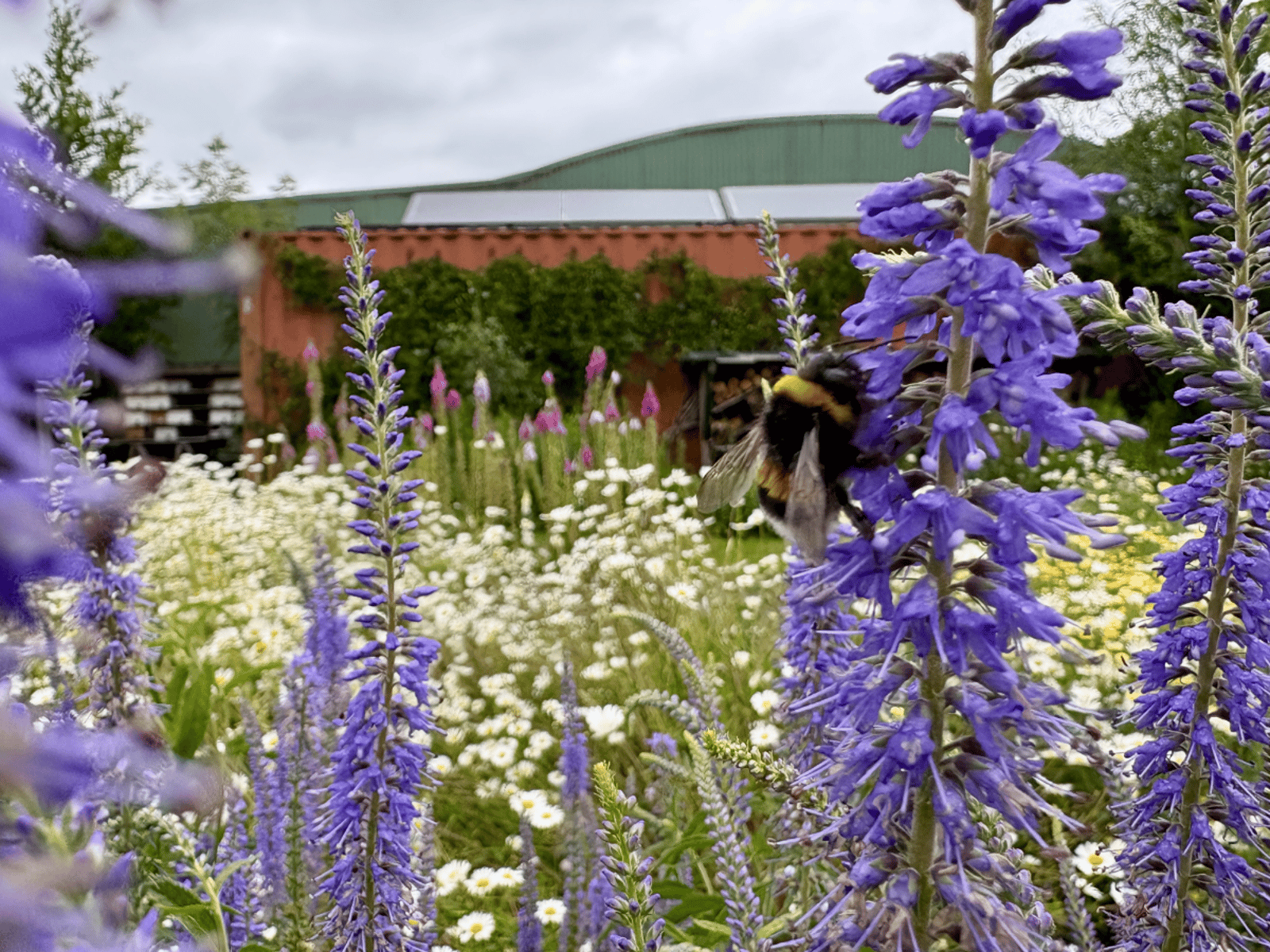 Vlindertuin Mot in Mokum NoordOogst