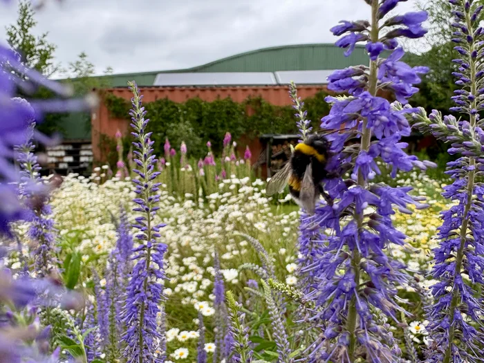 Vlindertuin Mot in Mokum NoordOogst