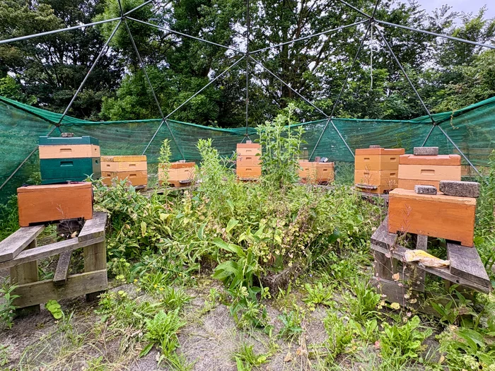 Vlindertuin Mot in Mokum NoordOogst