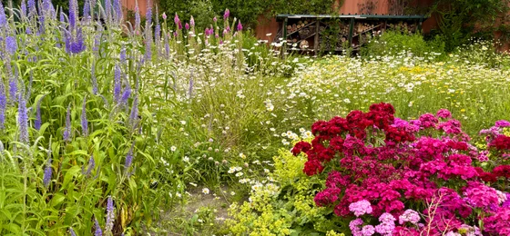 Vlindertuin Mot in Mokum NoordOogst