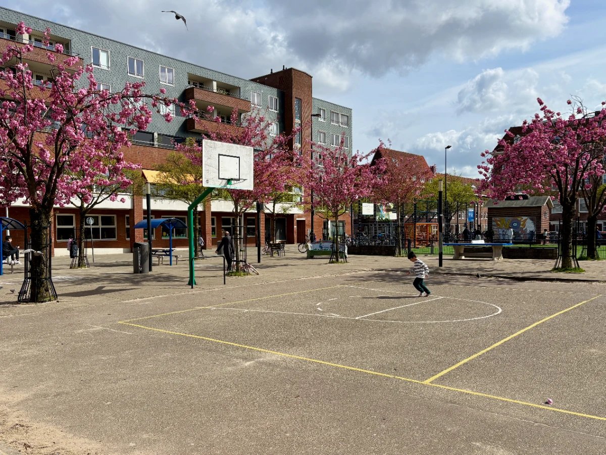 Boy running across asphalt basketball court surrounded by pink-flower spring trees and buildings