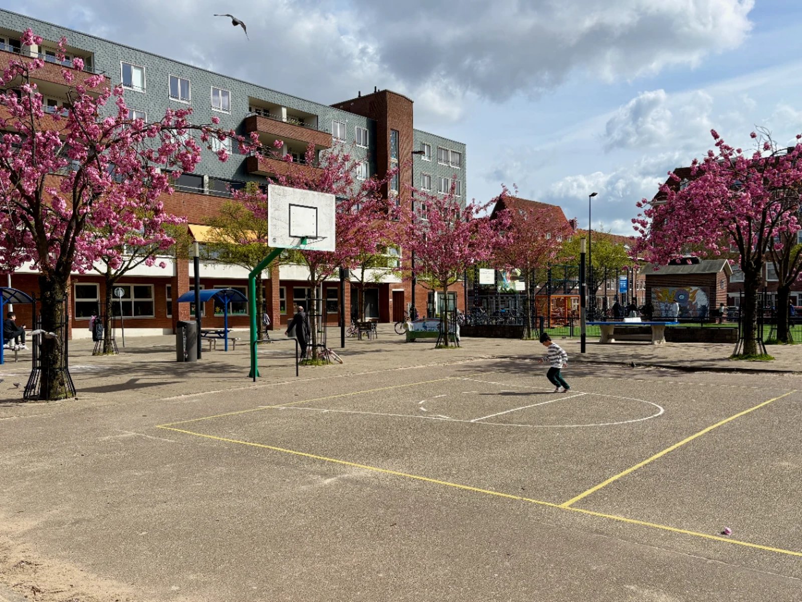 Boy running across asphalt basketball court surrounded by pink-flower spring trees and buildings
