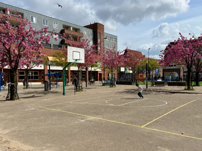 Boy running across asphalt basketball court surrounded by pink-flower spring trees and buildings