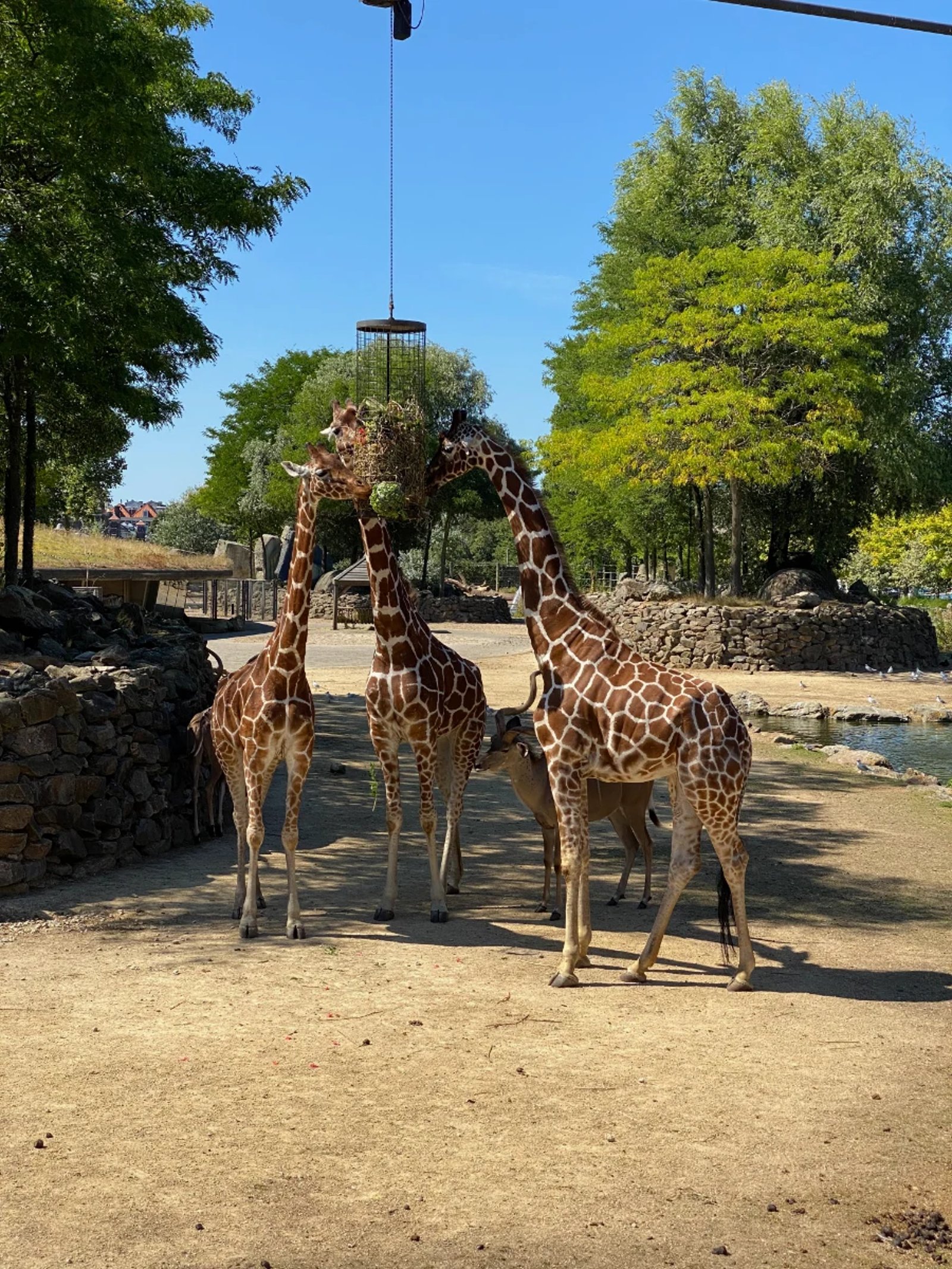 Three giraffes eating from a feeder at the zoo
