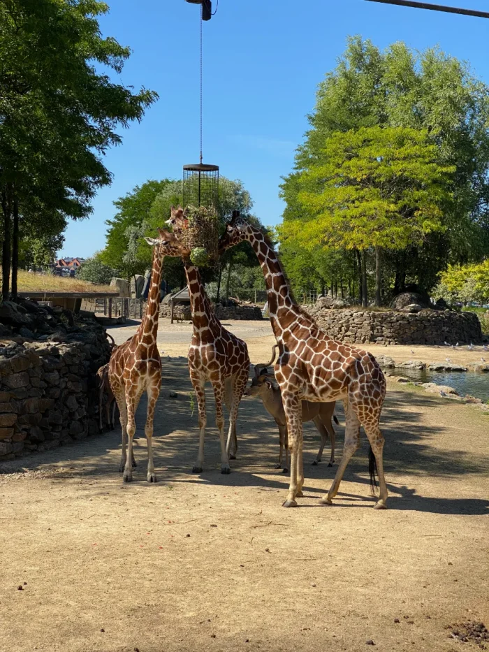 Three giraffes eating from a feeder at the zoo