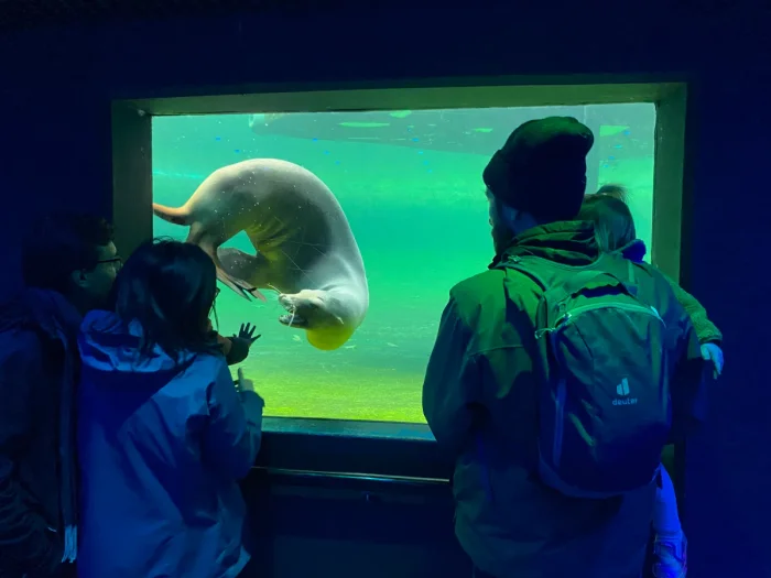 Parents and kids watch a sea lion swimming underwater in a dark room with a green glow coming from the aquarium