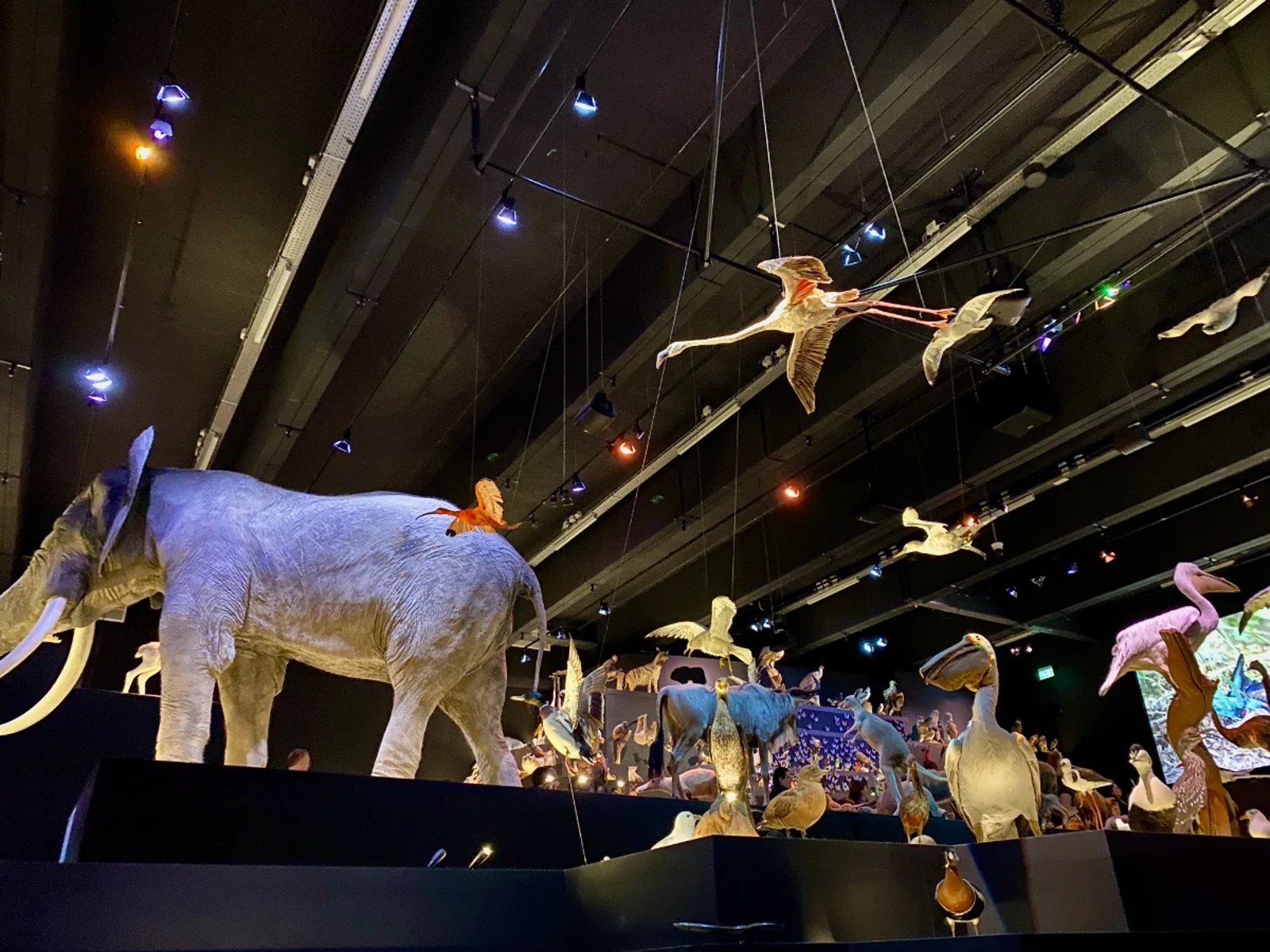 Interior of museum with wide range of animals on display in a dark room, including an elephant and numerous birds like flamingos and pelicans