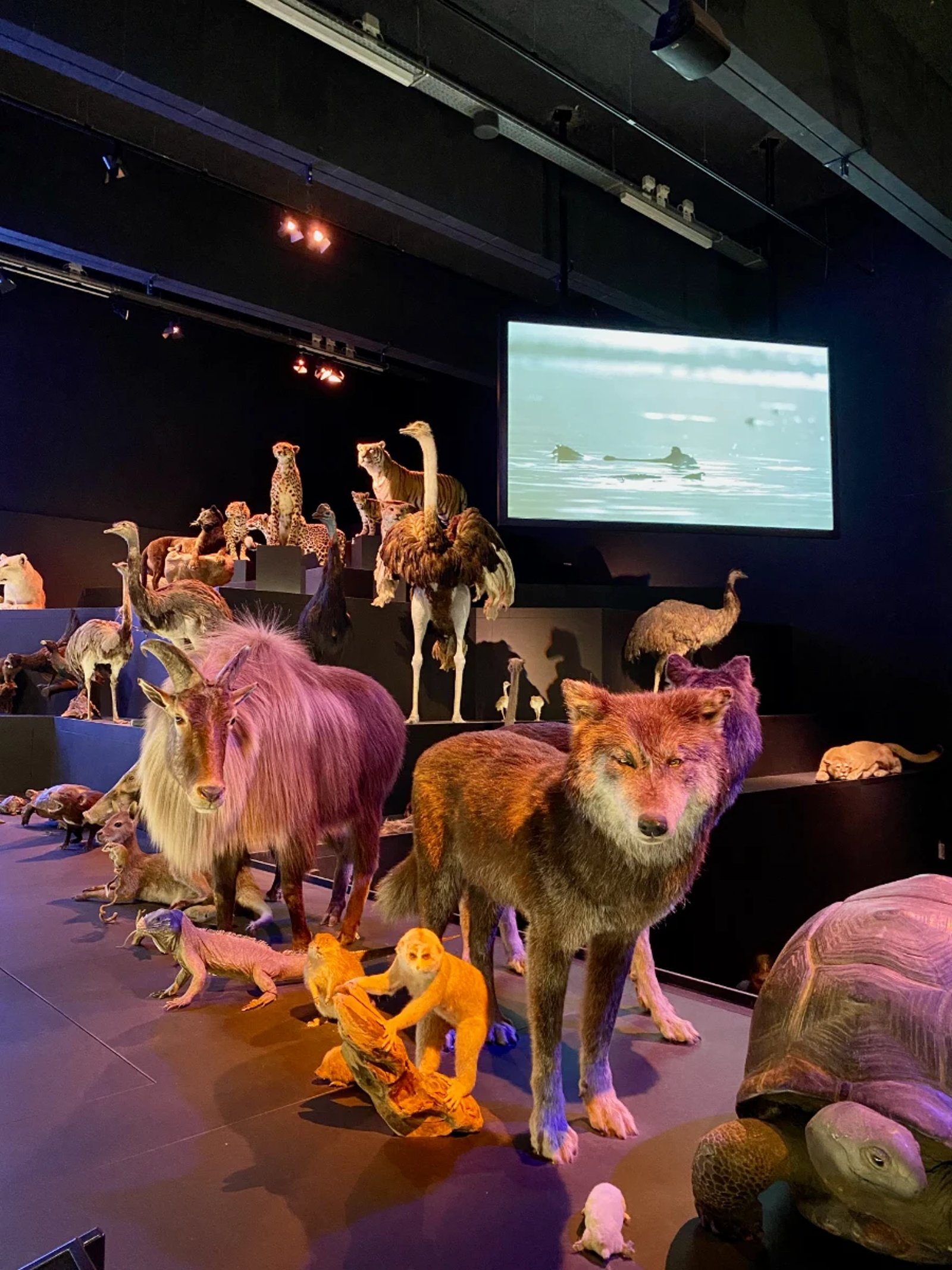 Taxidermy animals like monkeys, wolves, ostrich in dark room with large screens behind and colored lighting