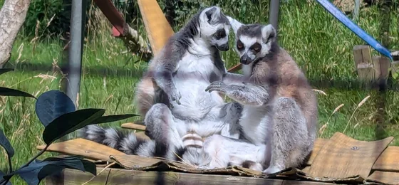 Golders Hill Park Zoo