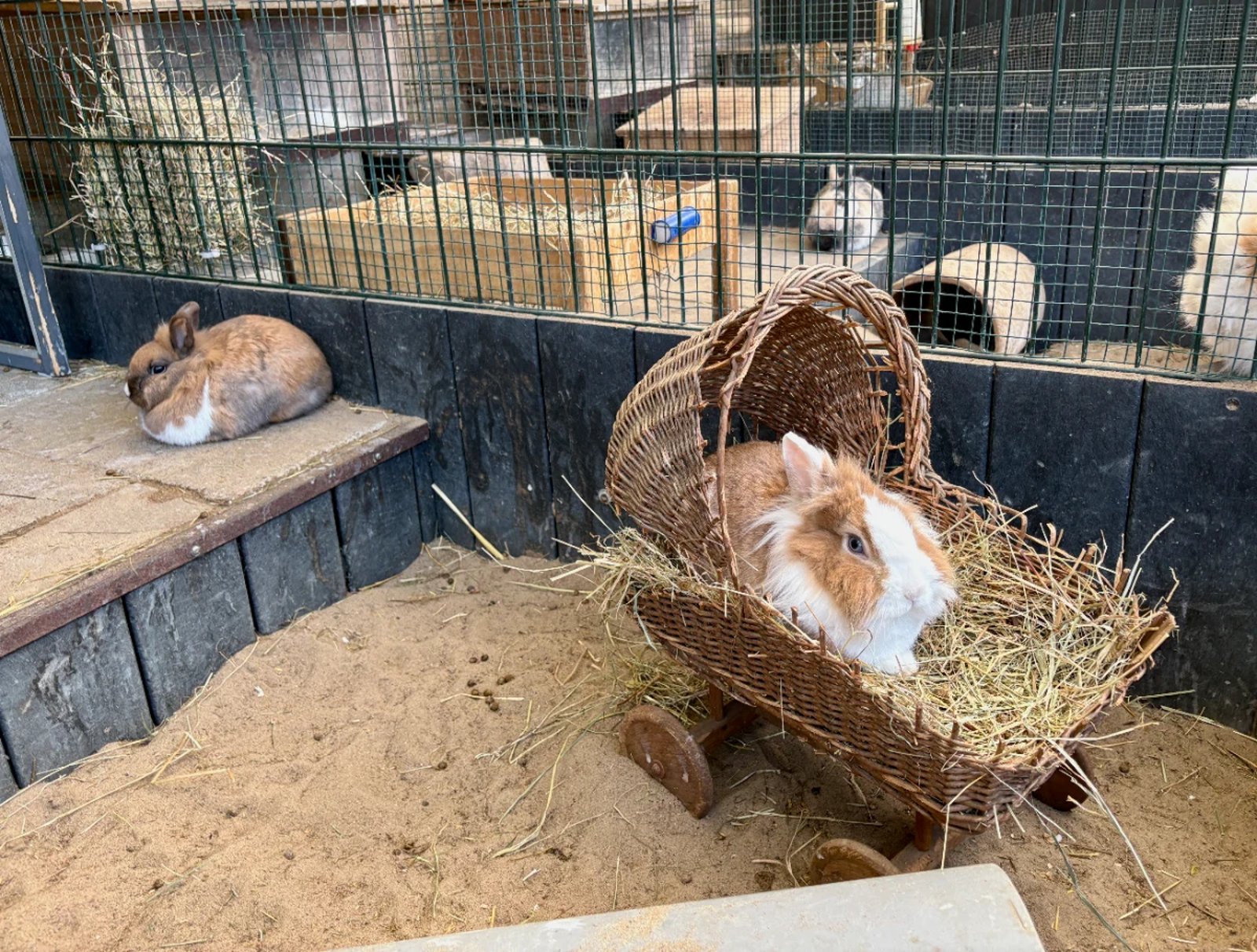 Brown and white rabbits in an enclosure with one sleeping on hay in a wicker basket