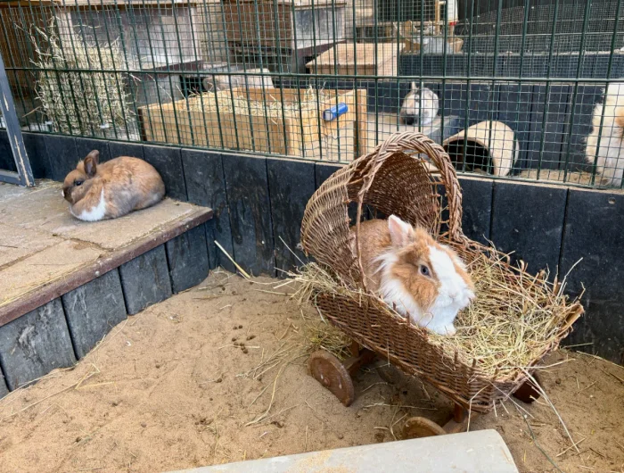 Brown and white rabbits in an enclosure with one sleeping on hay in a wicker basket