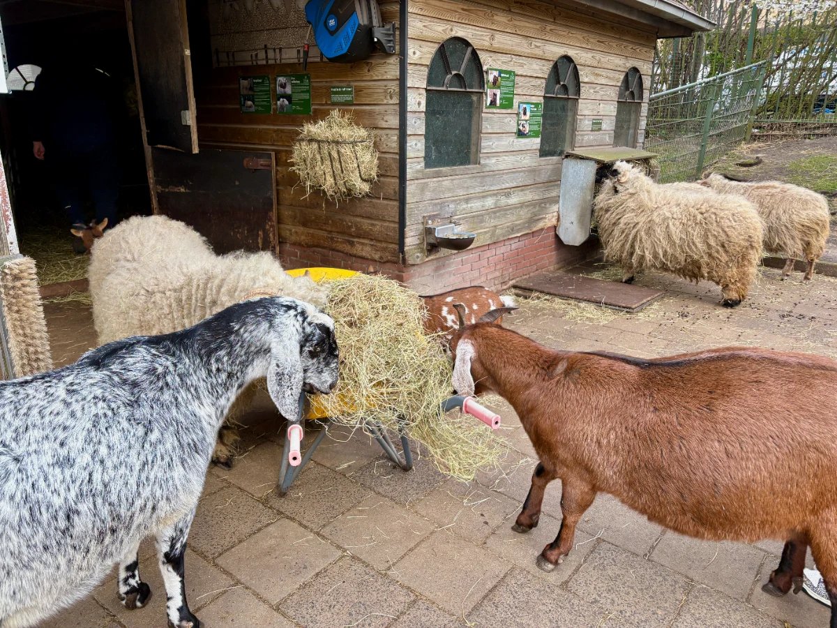 Grey speckled goat, brown goat, and several long-haired sheep eating hay outside a barn