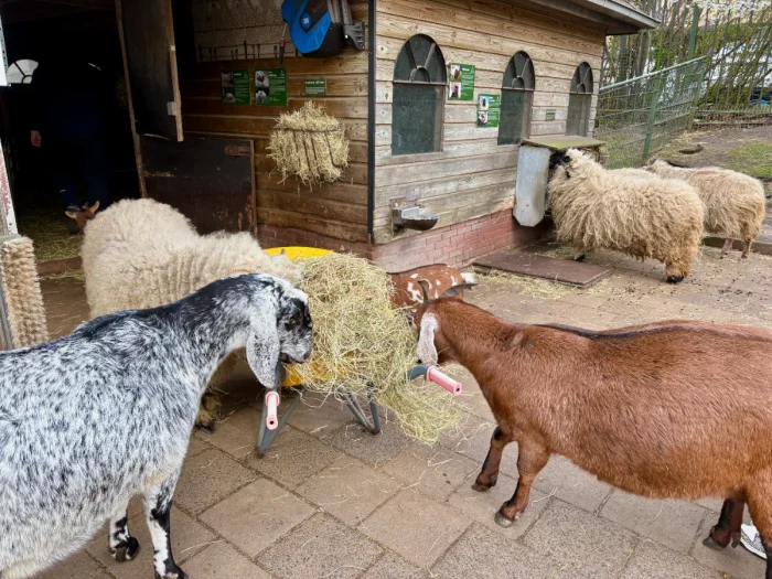 Grey speckled goat, brown goat, and several long-haired sheep eating hay outside a barn
