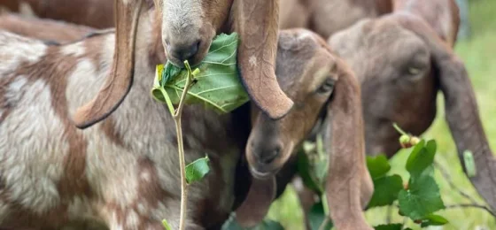 Hackney City Farm