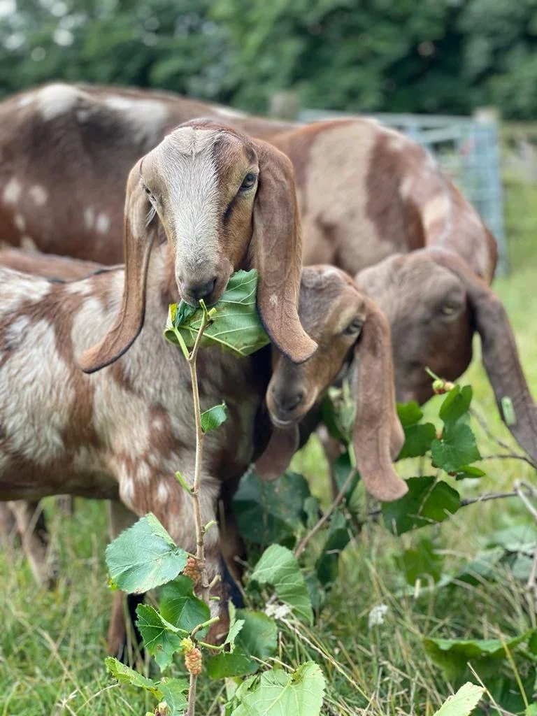 Hackney City Farm