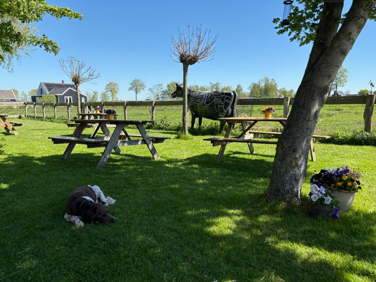 Dog sleeping on shaded grassy law with picnic tables and trees on sunny day