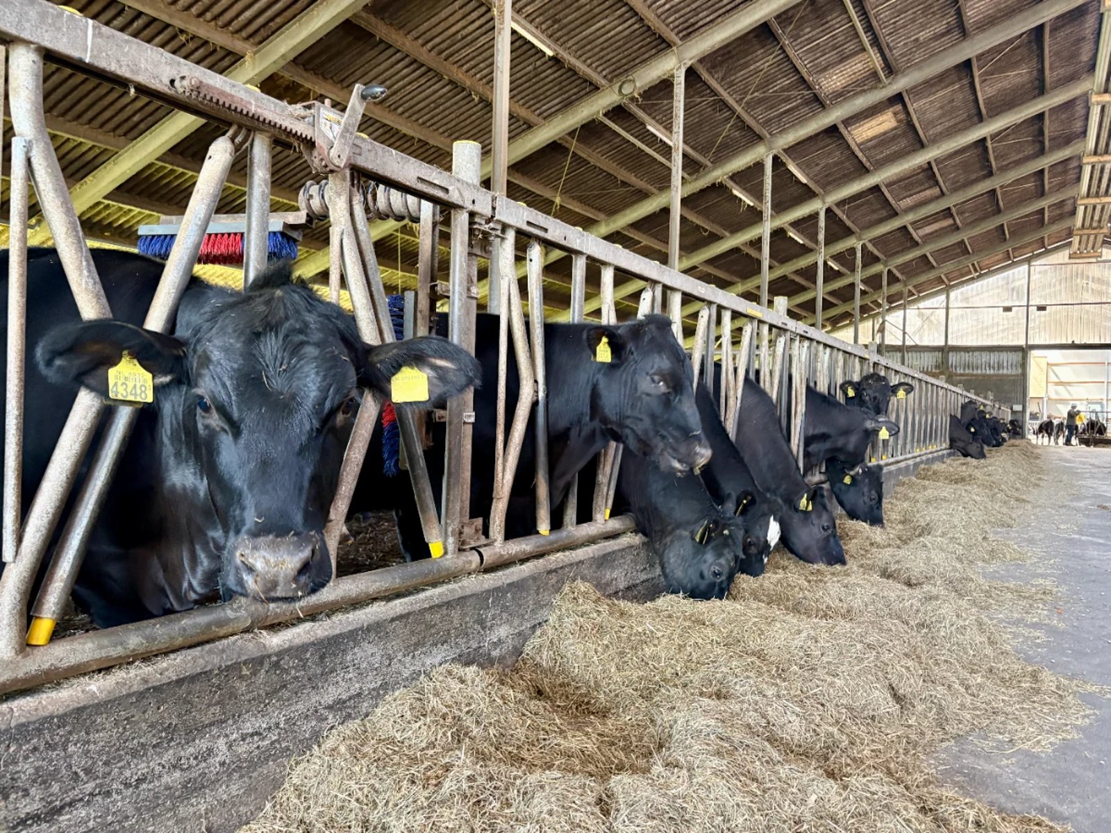 Lots of black cows in a barn sticking their heads through the fence eating hay and looking at the camera