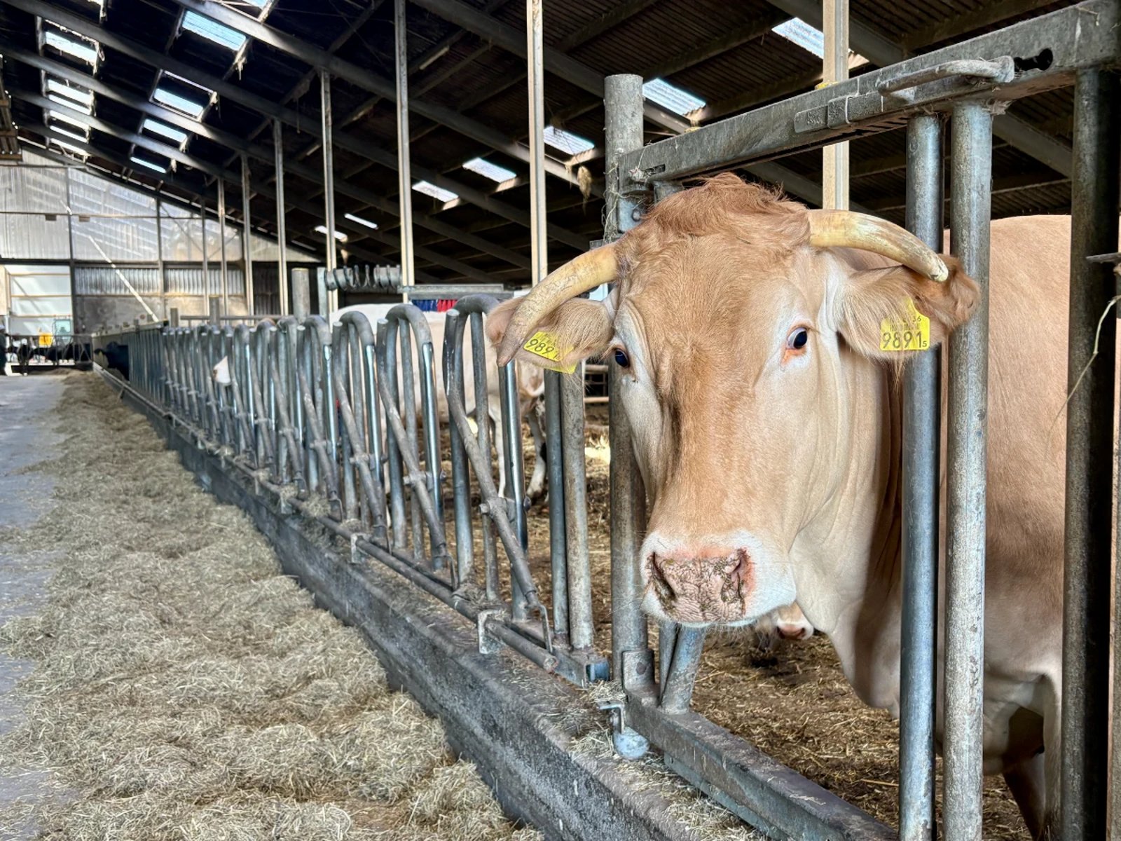 Brown cow with its head through a gate in a large dairy farm barn