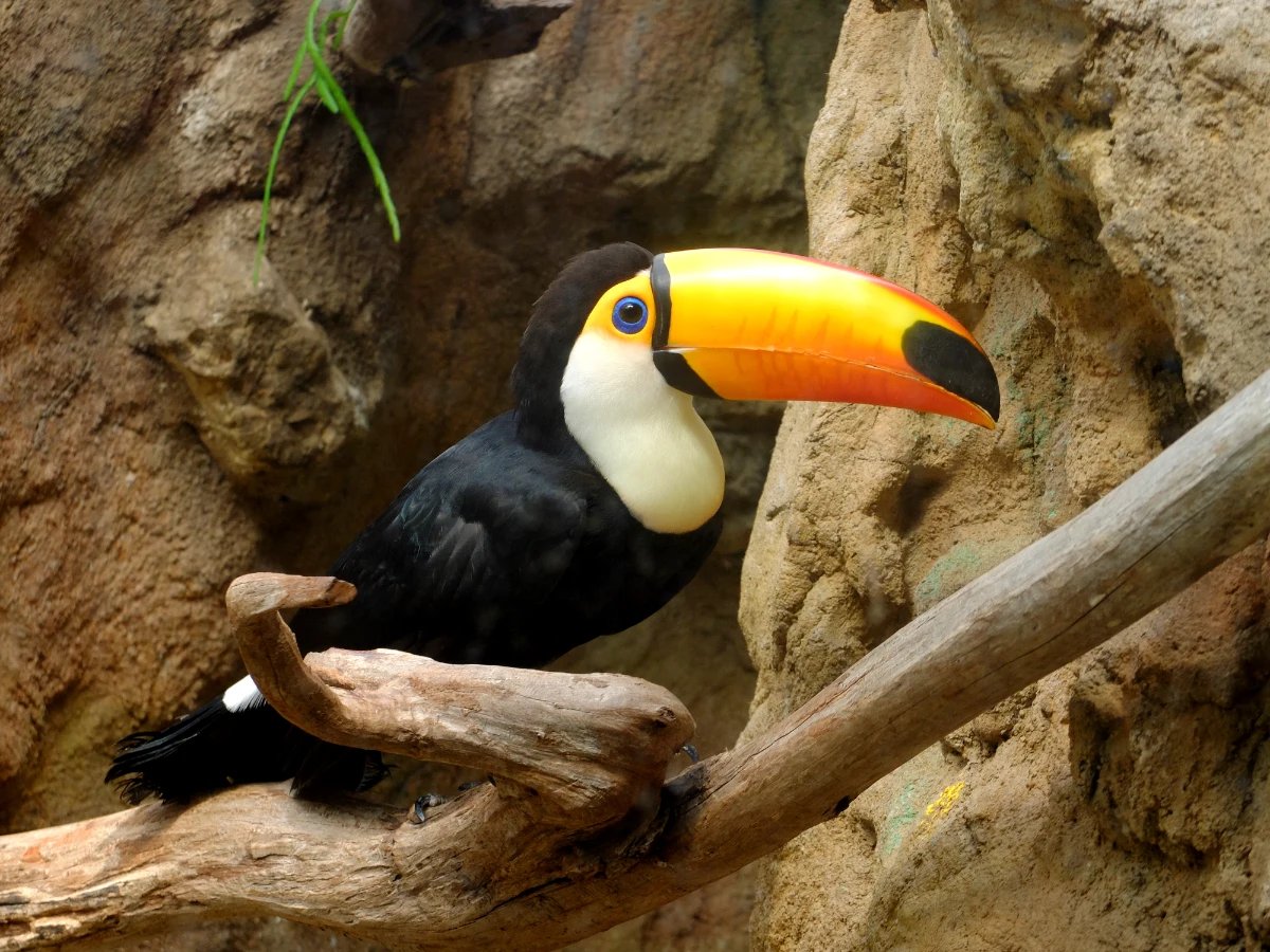 Vogelpark Avifauna