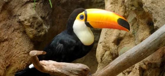 Vogelpark Avifauna