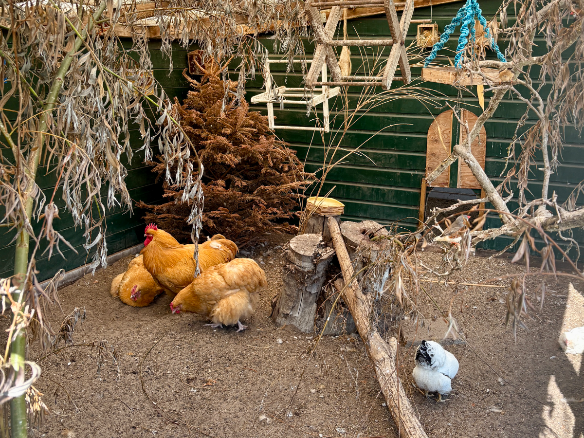 Stadsboerderij Darwinpark