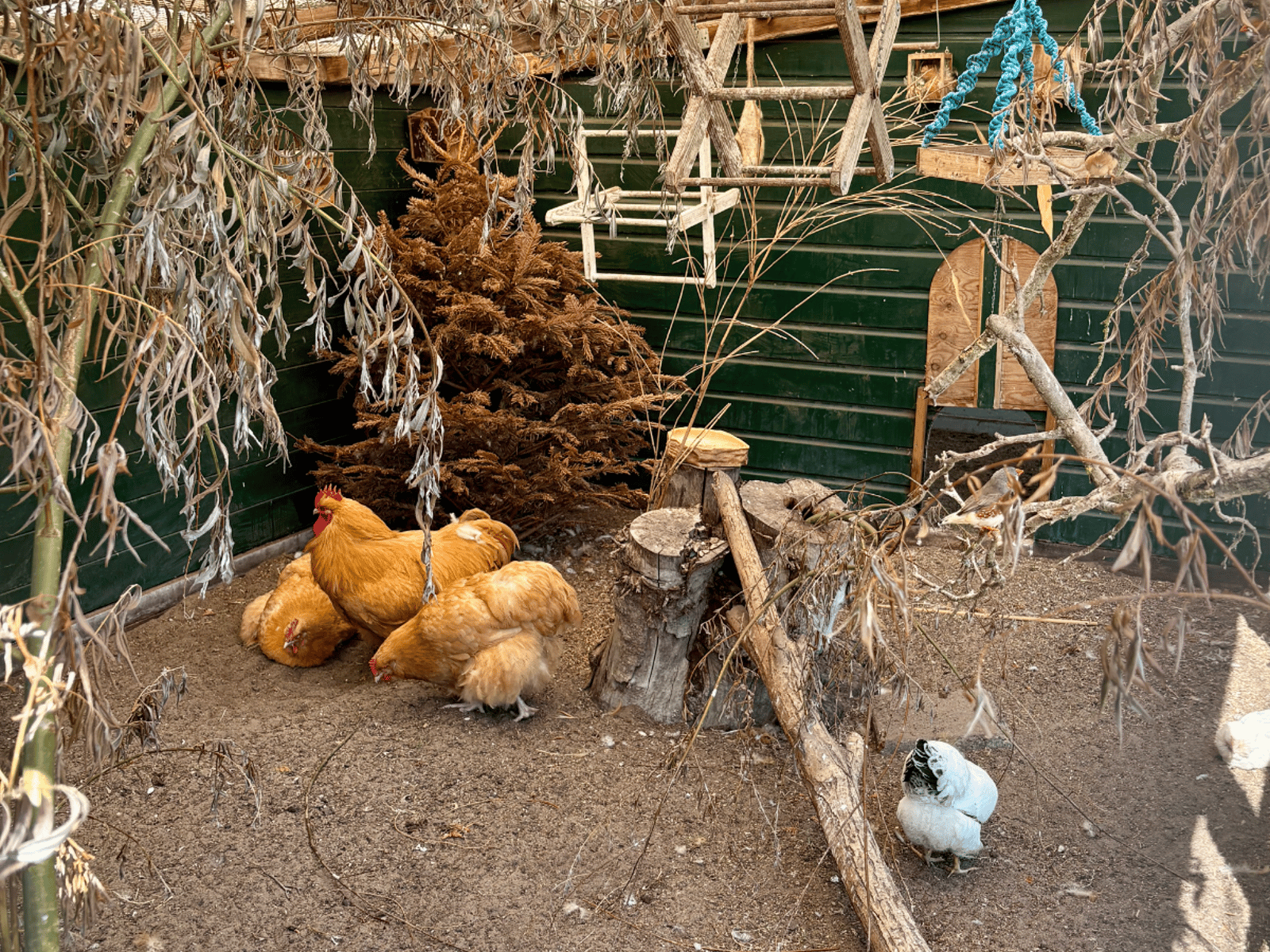 Stadsboerderij Darwinpark