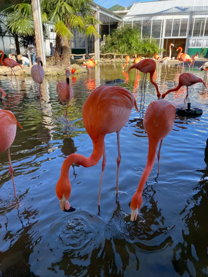 Pink flamingos looking for food with their beaks in the water