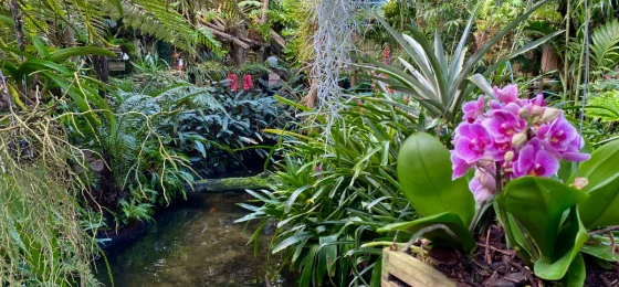 Pantropica