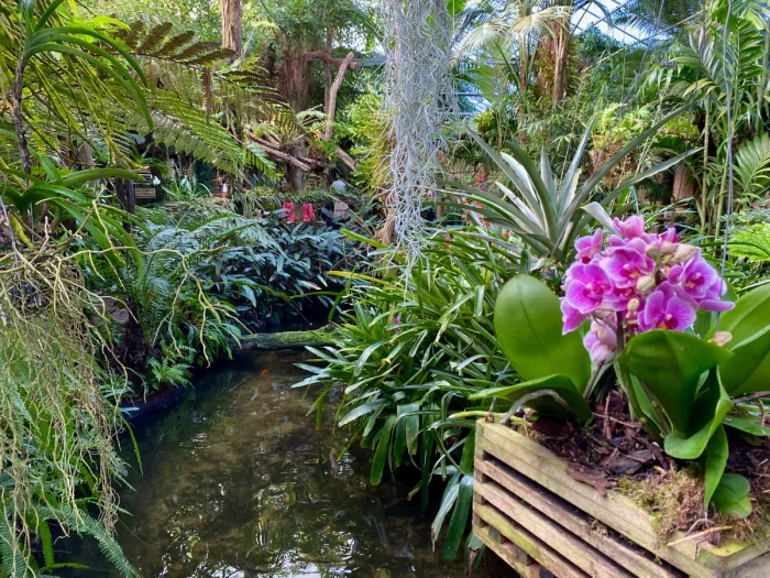 Lush, tropical greenhouse with pink orchids, vines, ferns, and a river