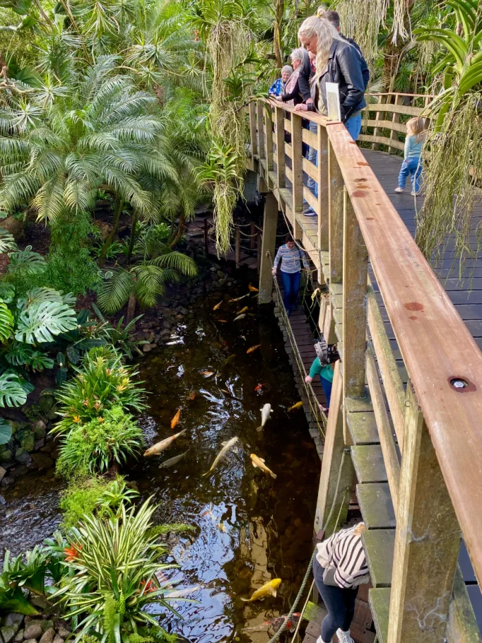 People look from a wooden bridge to a goldfish pond below with tropical plants and vines around