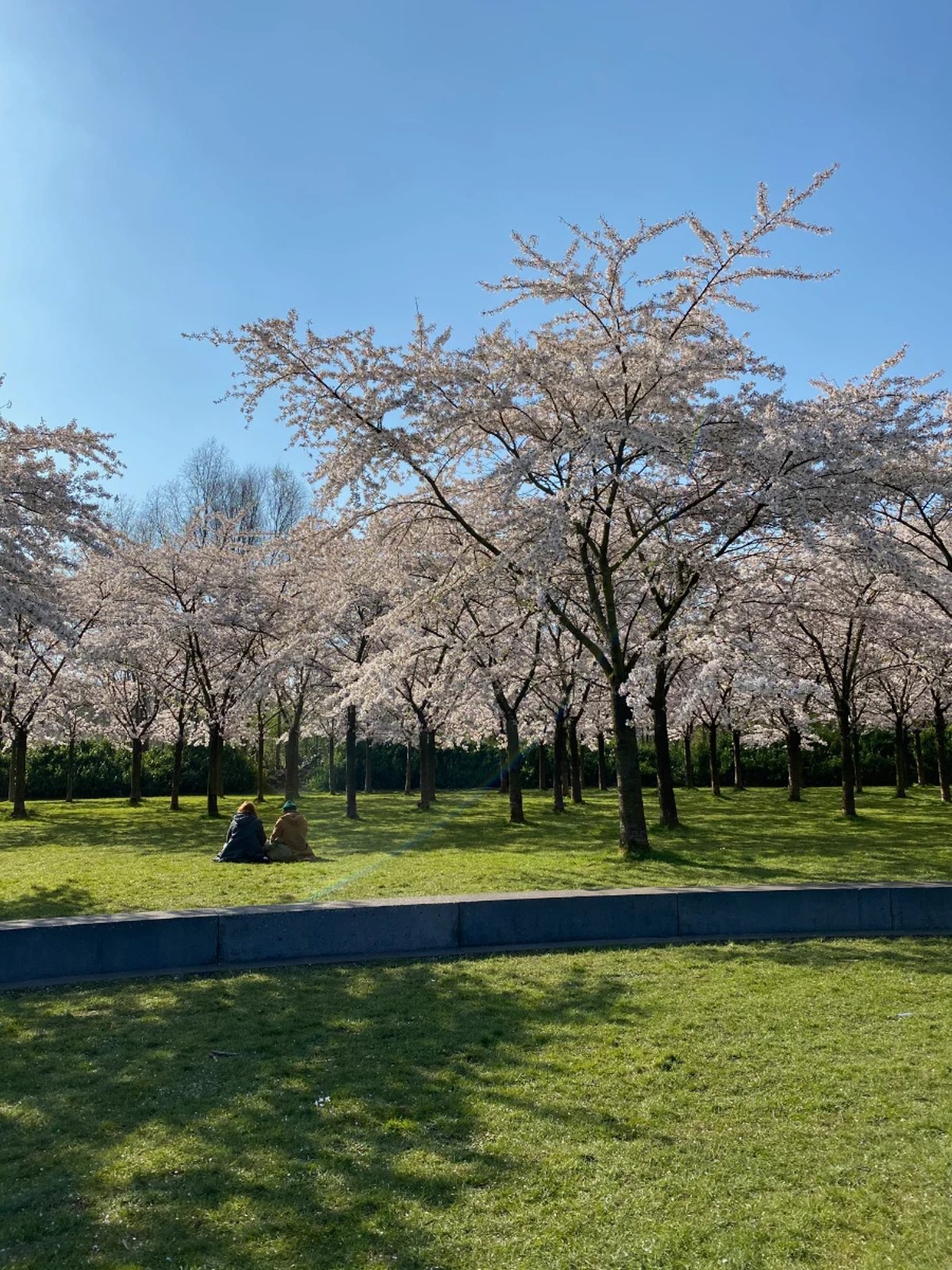 People having a picnic beneath cherry blossom trees on a grassy lawn