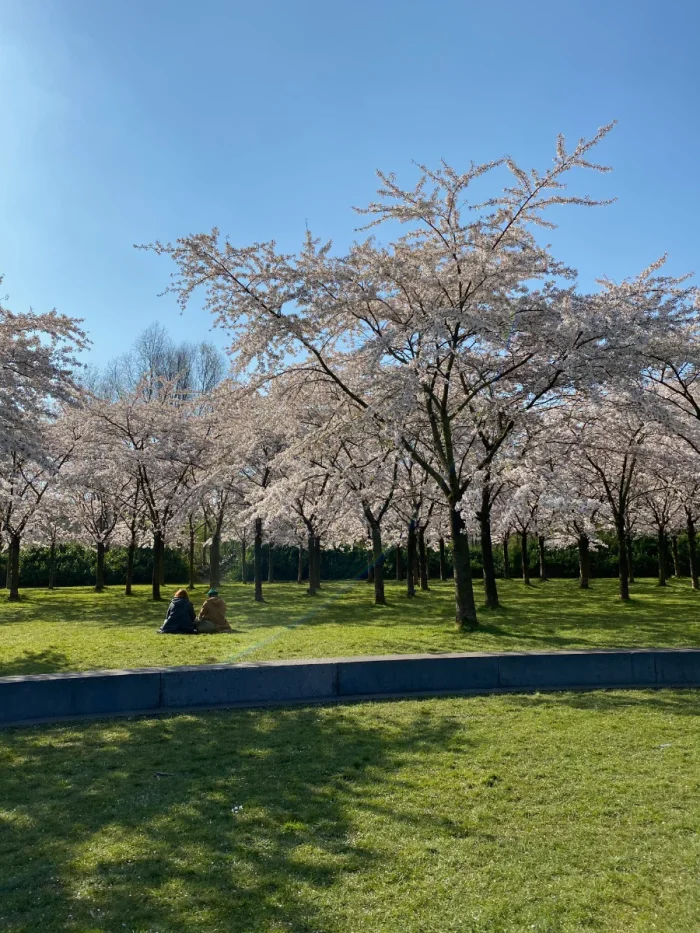 People having a picnic beneath cherry blossom trees on a grassy lawn
